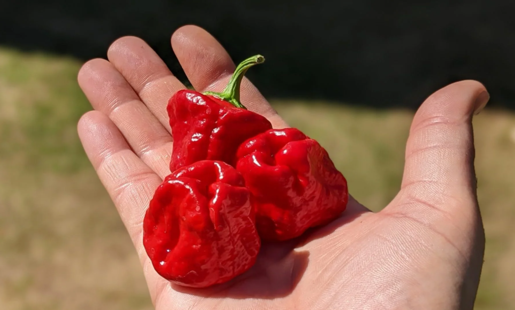 Scotch Bonnet