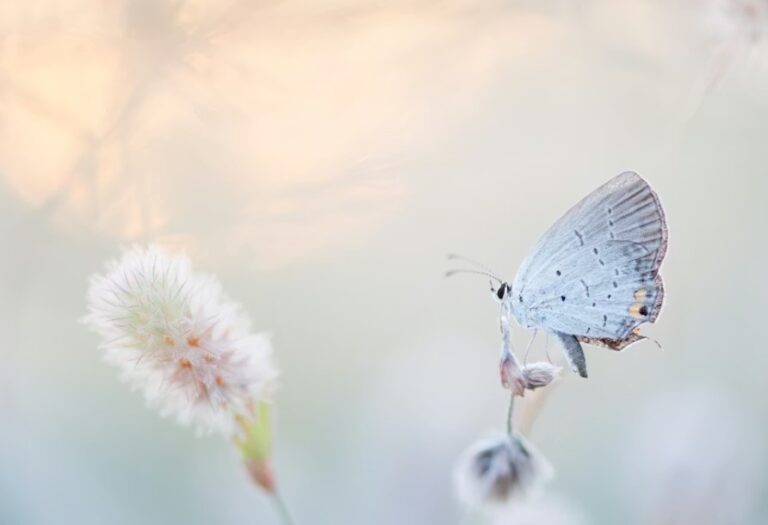 ButrflySkullMama What is ButrflySkullMama? Meaning, Origin, and Why It Resonates